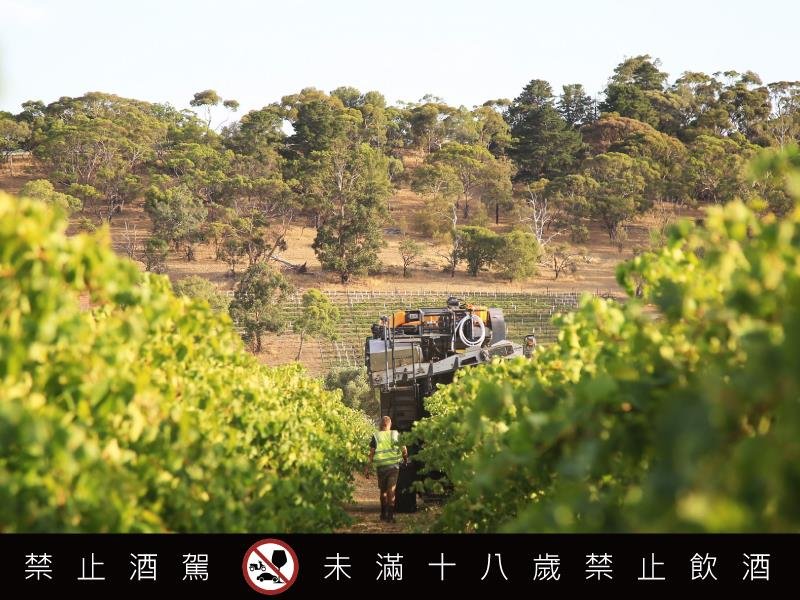 Jarressa Estate,Bigboss SHIRAZ,wine,Australia,御膳國際,鄭書瑄