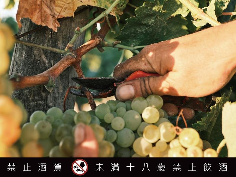 麥卡倫擘劃雪莉桶威士忌新紀元 攜手雪莉酒界的羅曼尼康帝 瓦德比諾