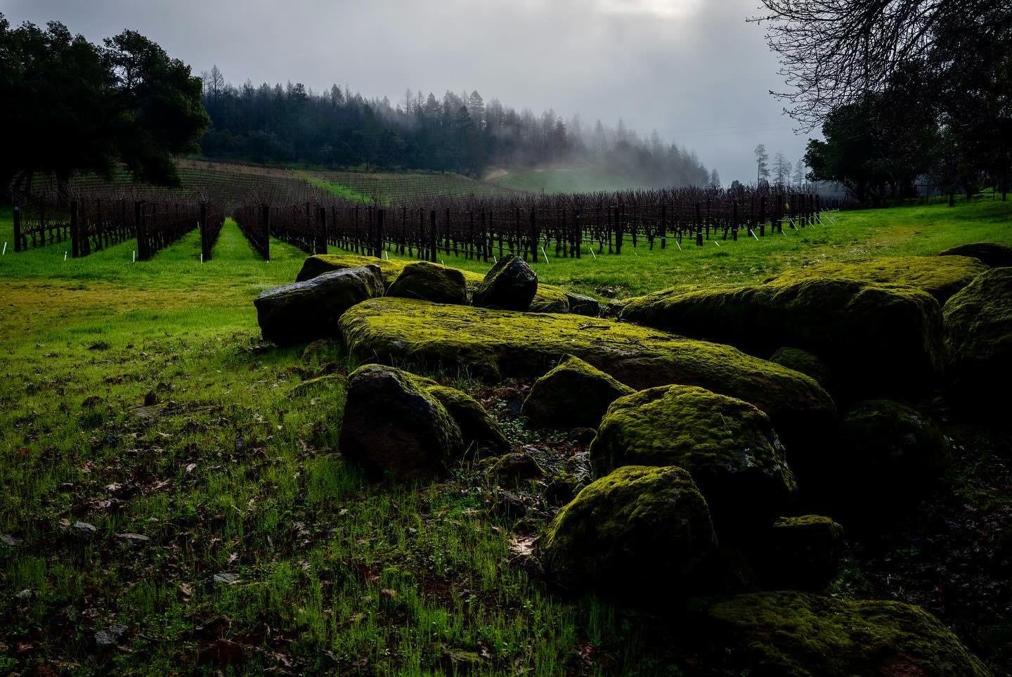 VICE VERSA WINES,威砂酒莊,星坊酒業,膜拜酒,IN CULT,CULT WINE,WINE,葡萄酒,清醒世代,收藏品,藝術品