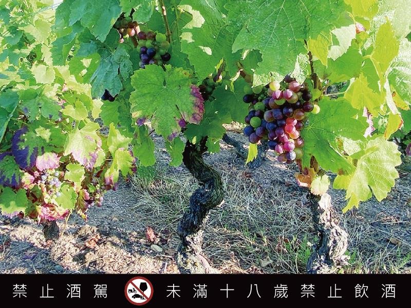 2025薄酒萊新酒預購開跑 三大名莊共譜秋季風土之詩