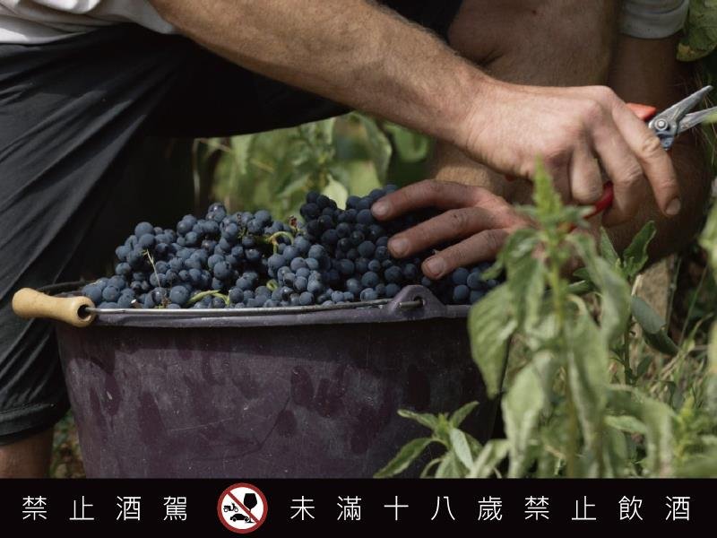 2025薄酒萊新酒預購開跑 三大名莊共譜秋季風土之詩