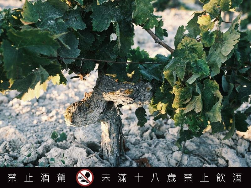 麥卡倫擘劃雪莉桶威士忌新紀元 攜手雪莉酒界的羅曼尼康帝 瓦德比諾