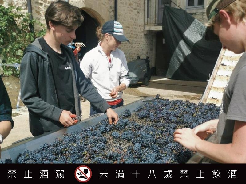 2025薄酒萊新酒預購開跑 三大名莊共譜秋季風土之詩