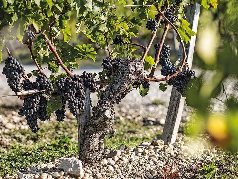 Saint-Estèphe,Calon Segur,Le C de Calon Ségur,愛心酒,波爾多,法國,WINE